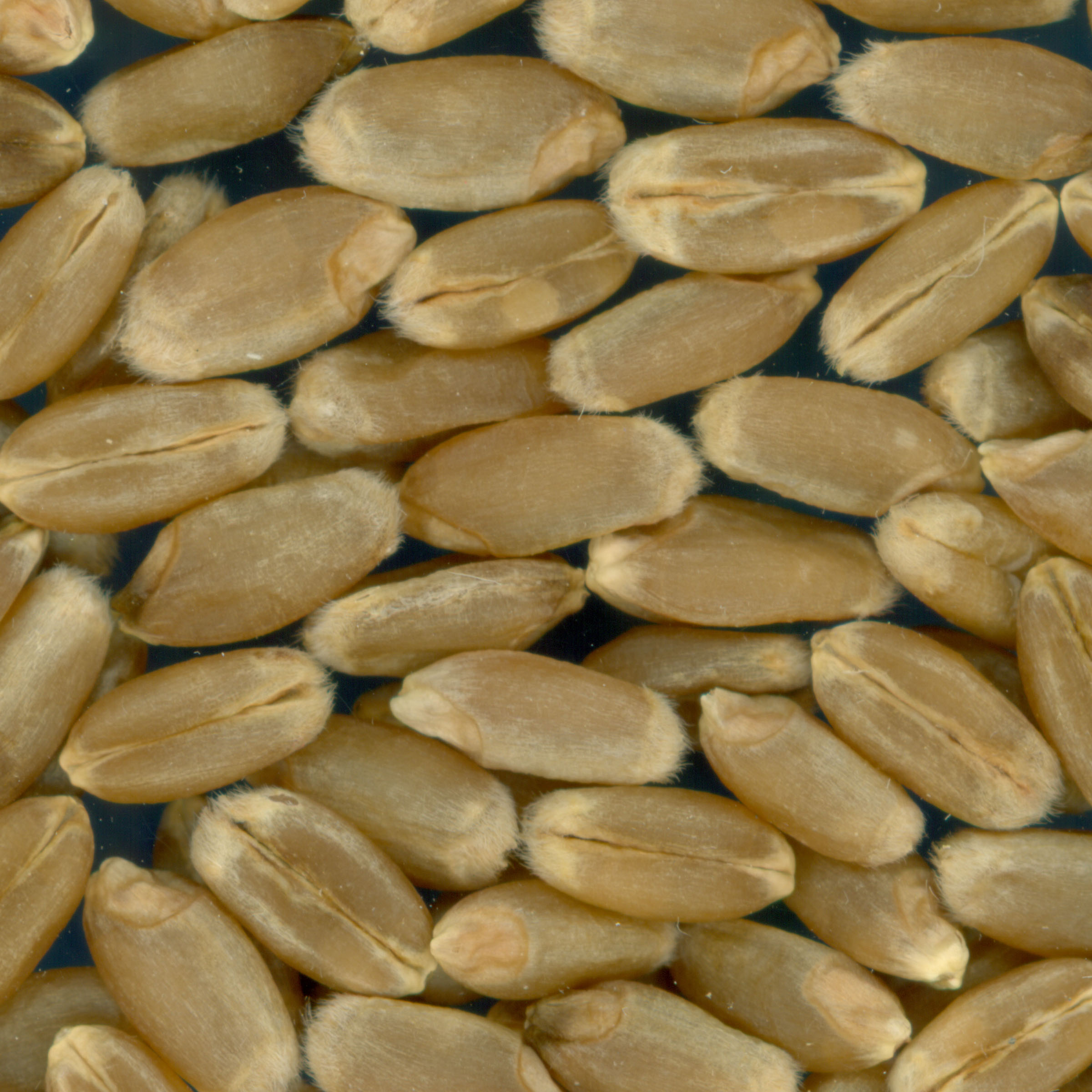 KERNELS